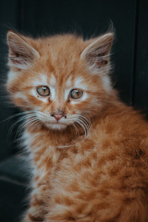 Free Close-up shot of a cute fluffy orange kitten looking curiously. Stock Photo
