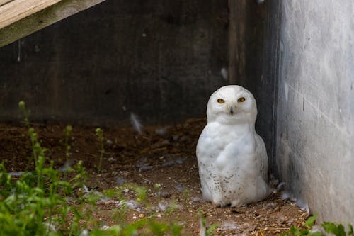 Photograph of a White Snow Owl