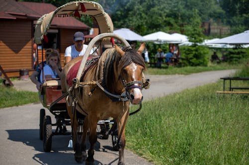 at, at arabası, çiftlik hayvanları içeren Ücretsiz stok fotoğraf