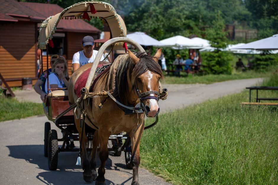 Équitation au Niagara Horse Tours à Virgil