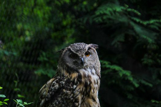 owl photo