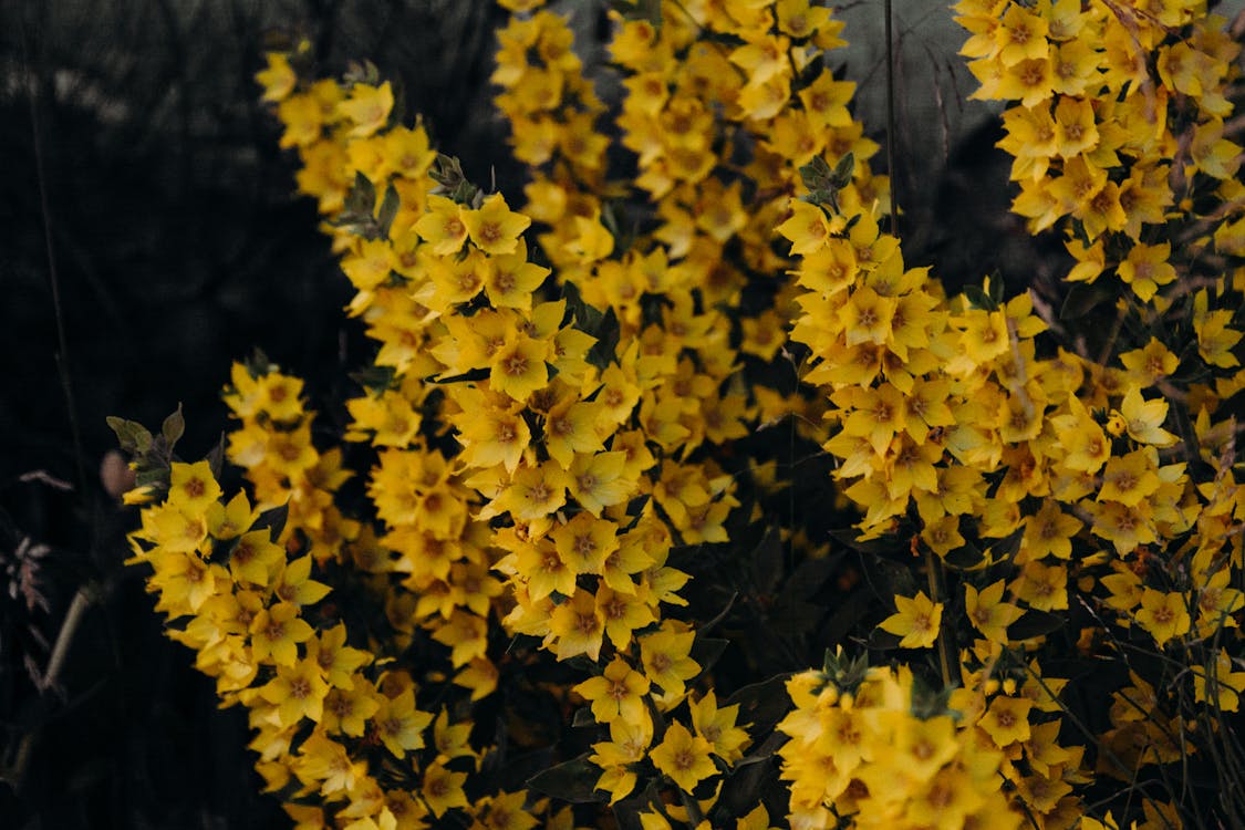 Gelbe Blütenblätter
