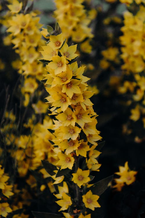 黃色花的攝影特寫