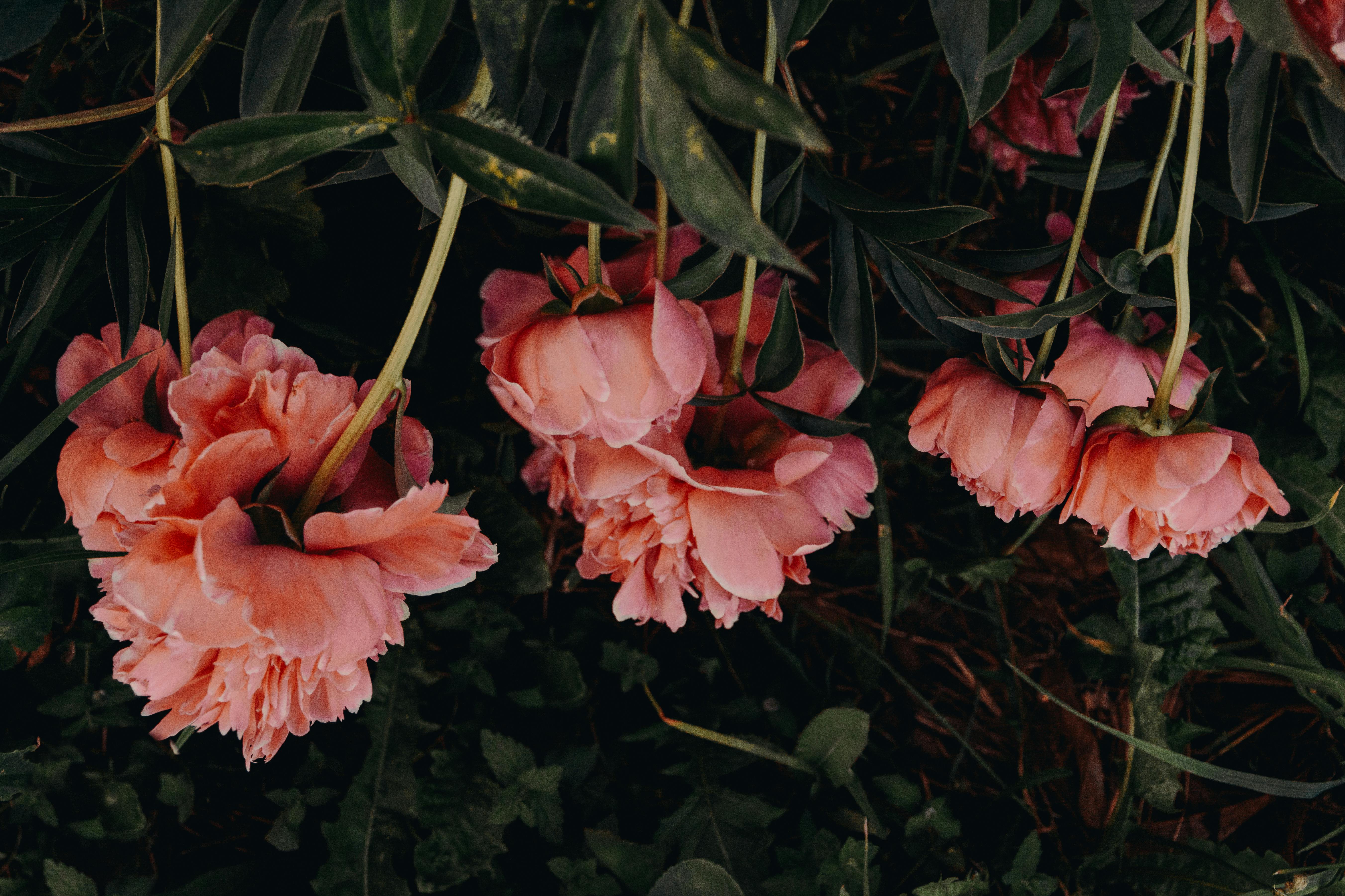 Close-up of vibrant pink peony flowers blooming with lush green leaves.