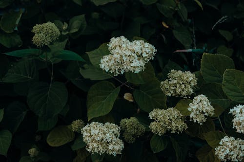 無料 白い花の上面写真 写真素材