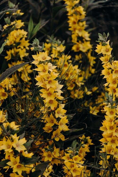 Fotografía De Enfoque Superficial De Flores De Pétalos Amarillos