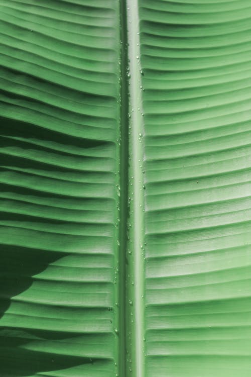Kostenloses Stock Foto zu frisch, grün, grünes blatt