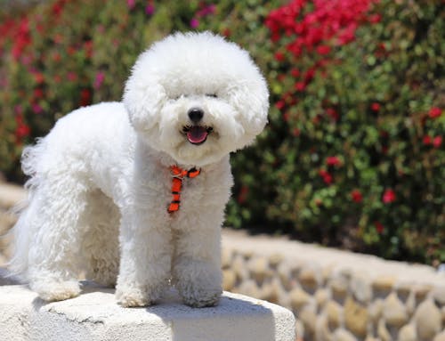 Fotobanka s bezplatnými fotkami na tému bichon frize, cicavec, domáce zviera