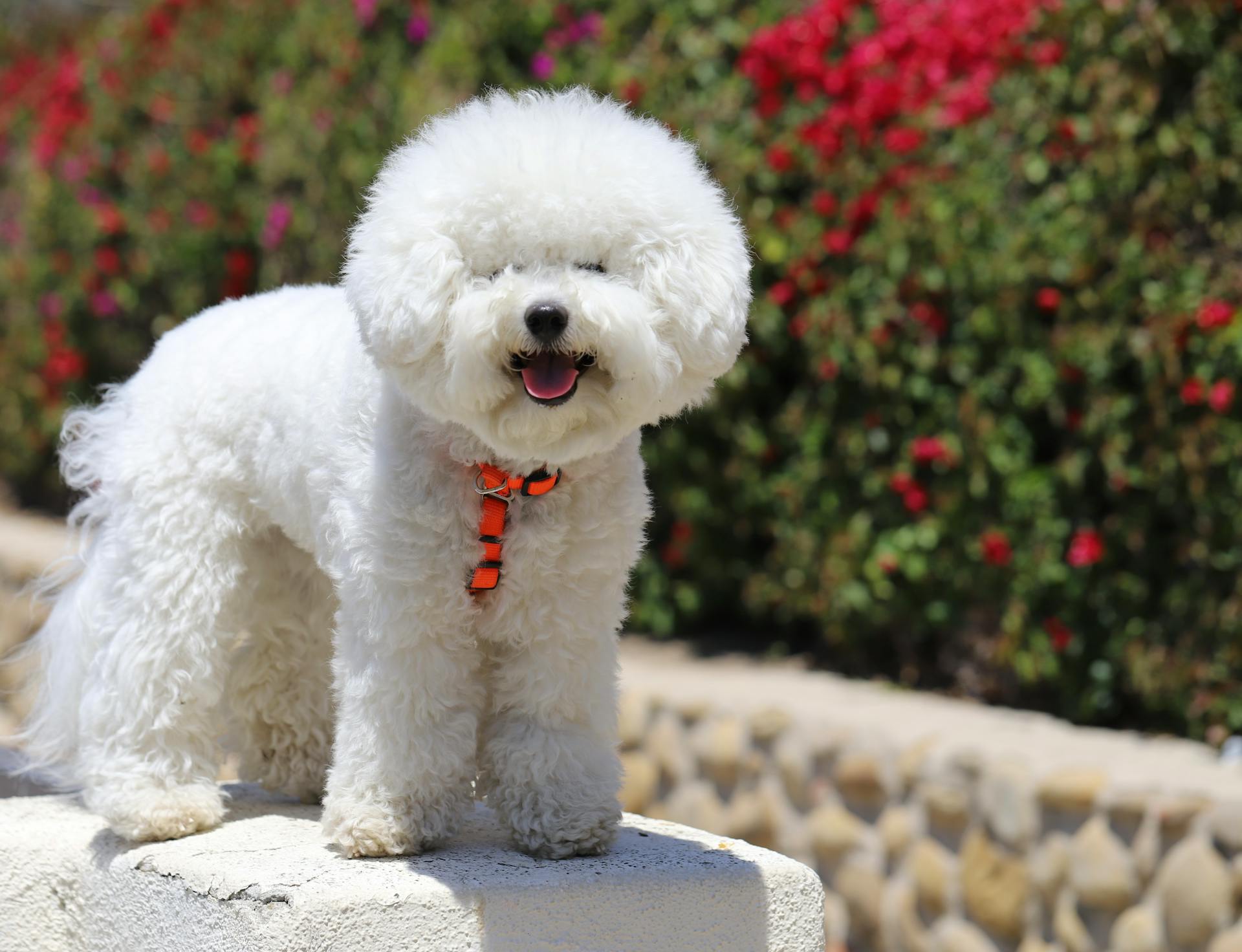 En bichon frisé på en betongyta