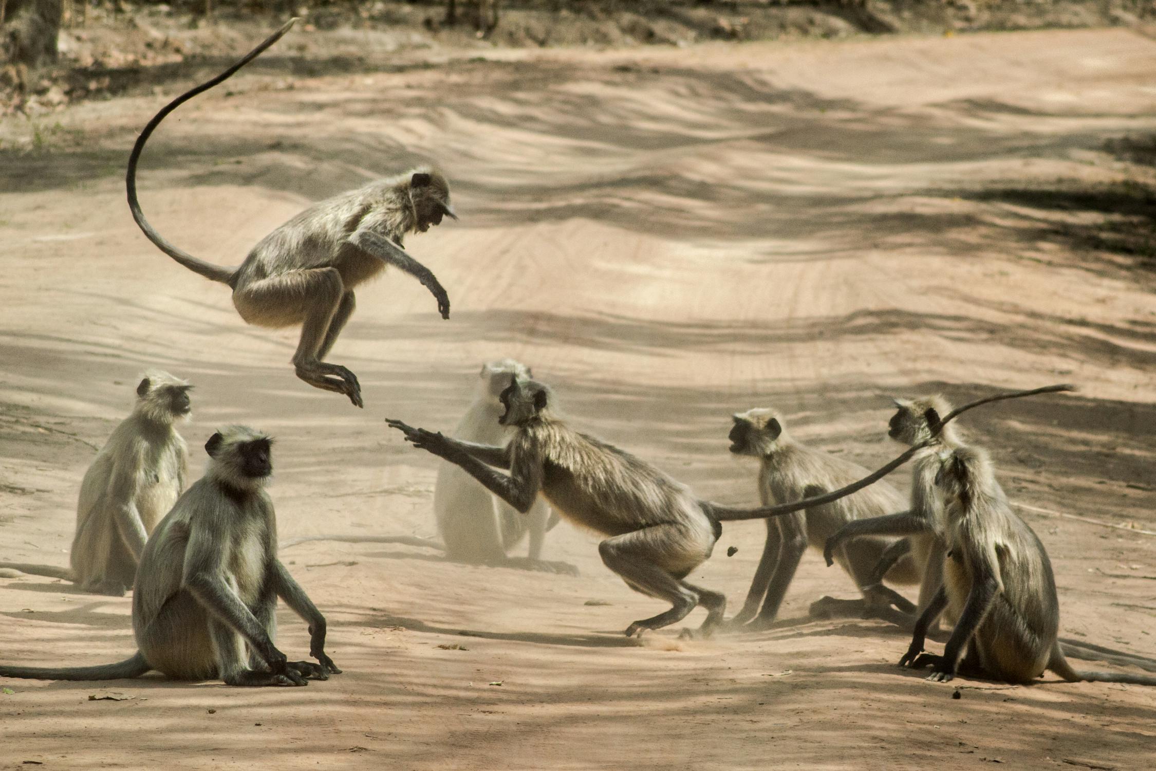 monkeys playing on a dirt road