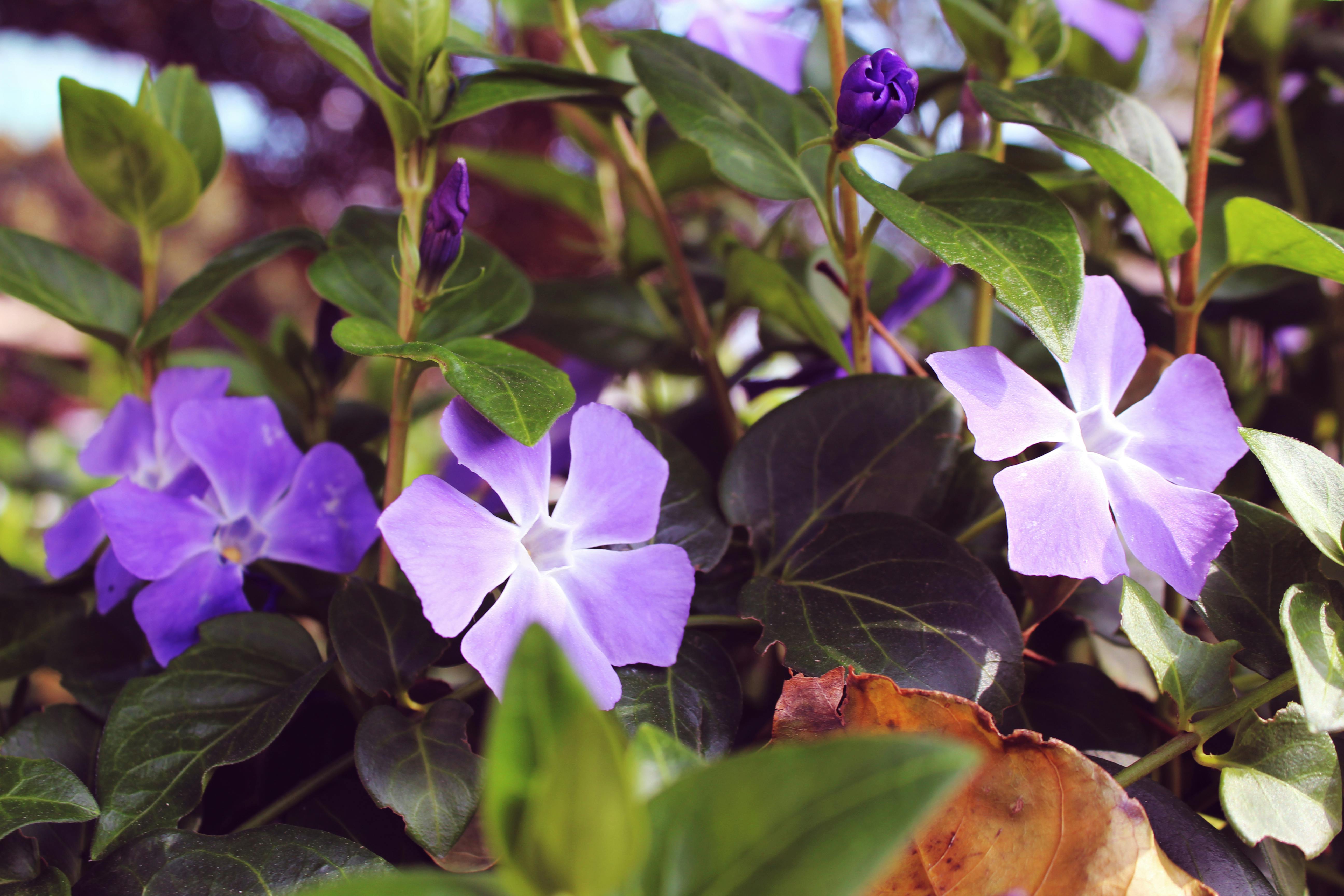 Free stock photo of flower, flowers, purple