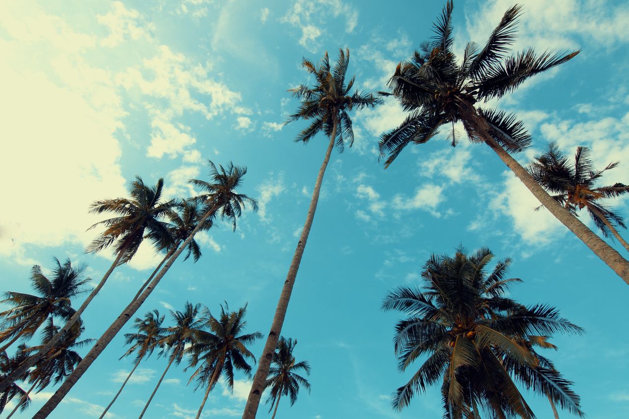 low angle view of coconut palm trees silhouetted against a bright summ