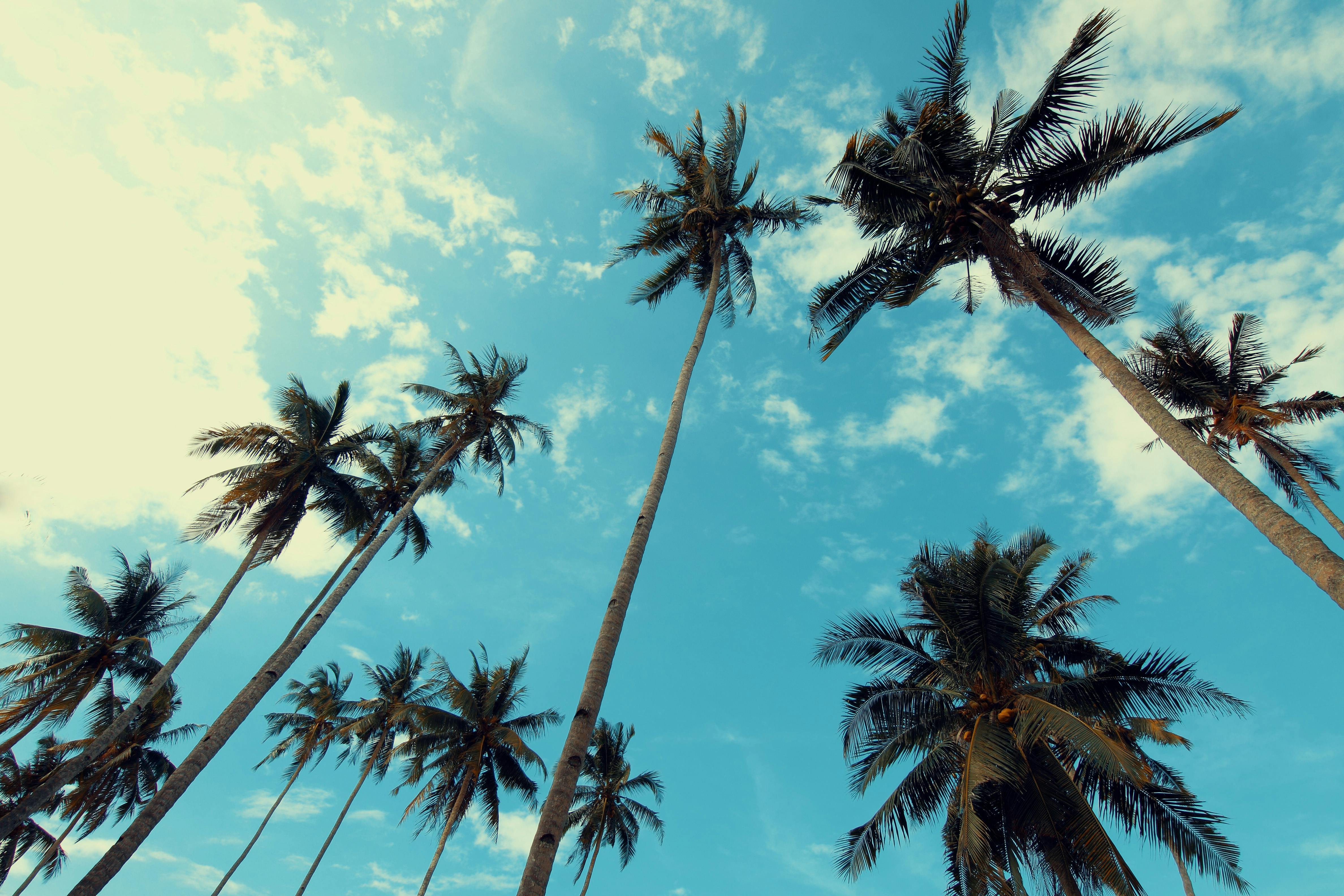 Palm Trees Under Blue Cloudy Sky · Free Stock Photo