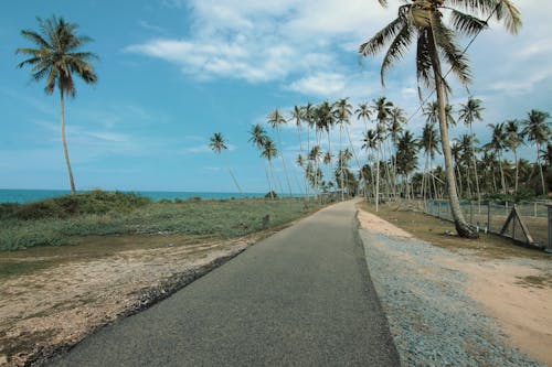 ココナッツの木の隣の道