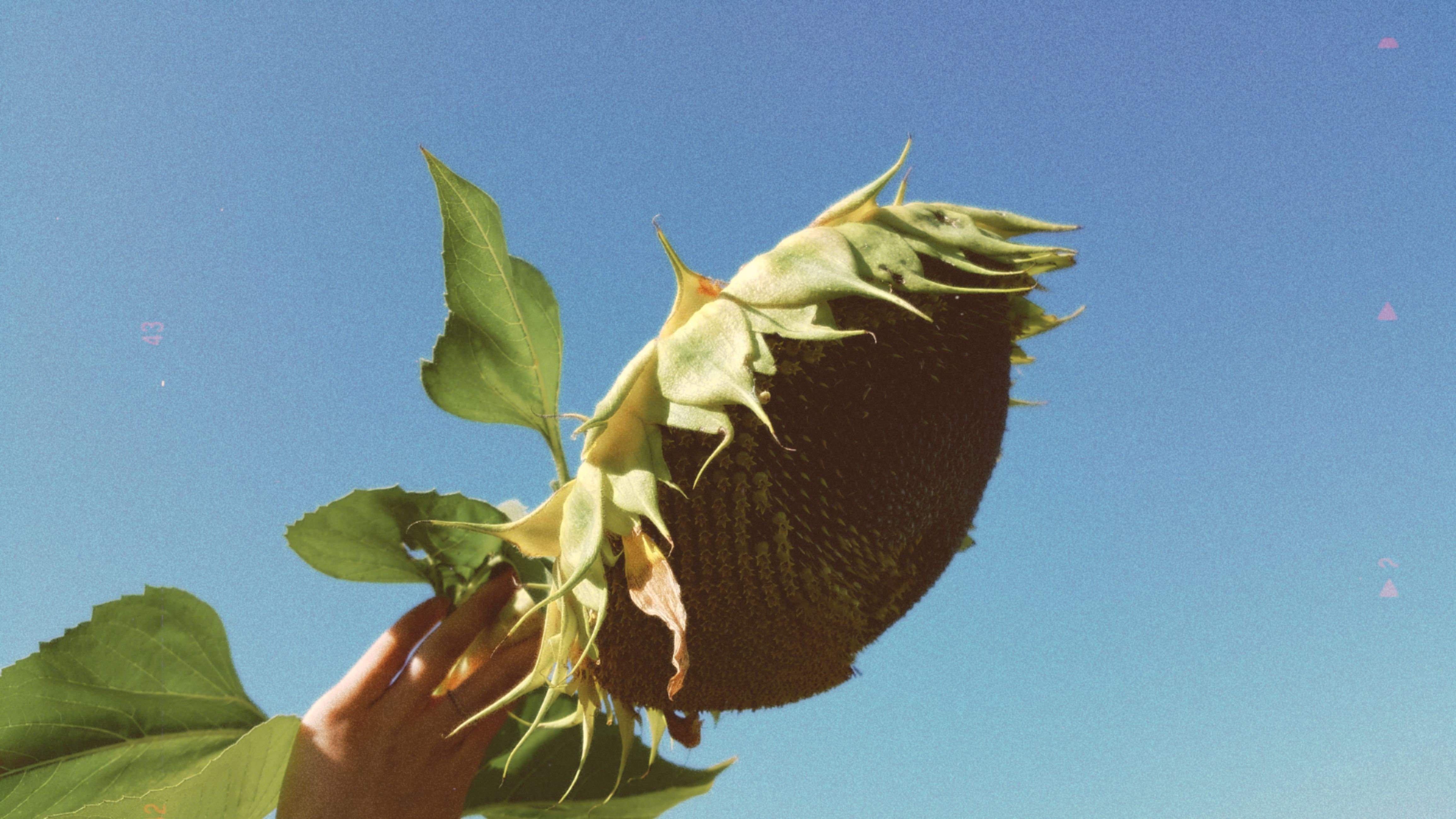 A hand delicately holds a sunflower under a clear blue sky.