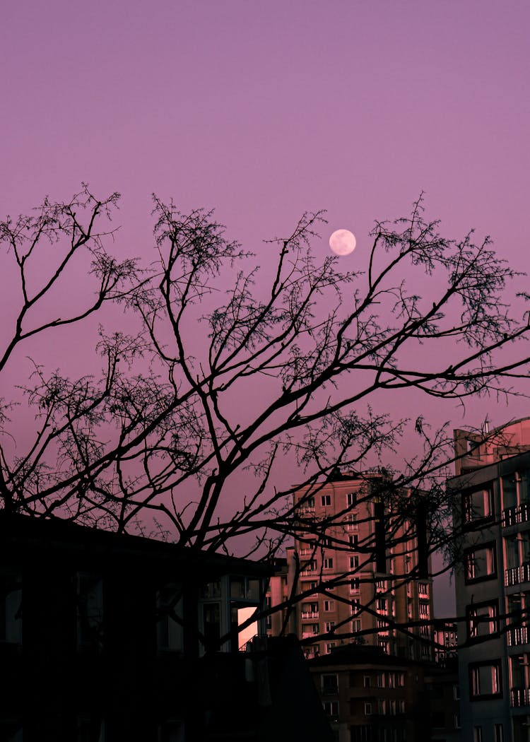 Silhouettes Of Tree Branches During The Night