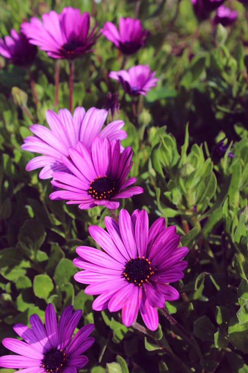 Free stock photo of flower, flowers, purple