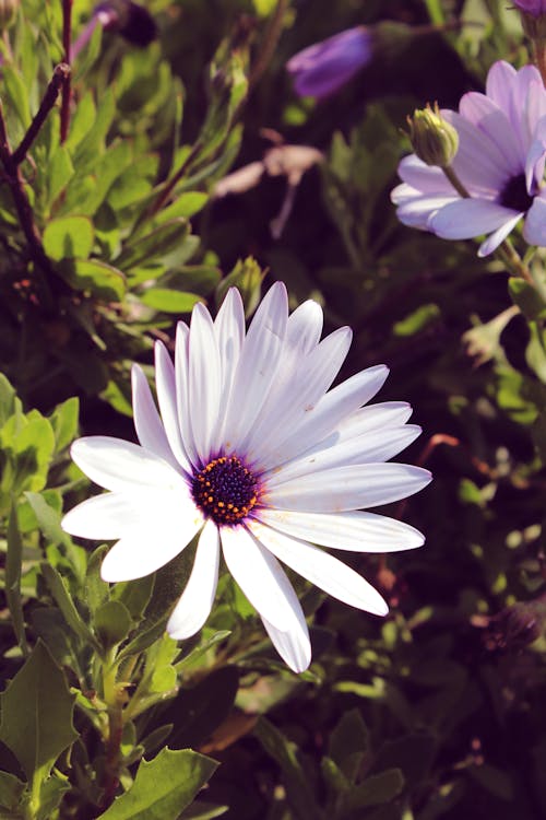 Free stock photo of nature, white, white flower