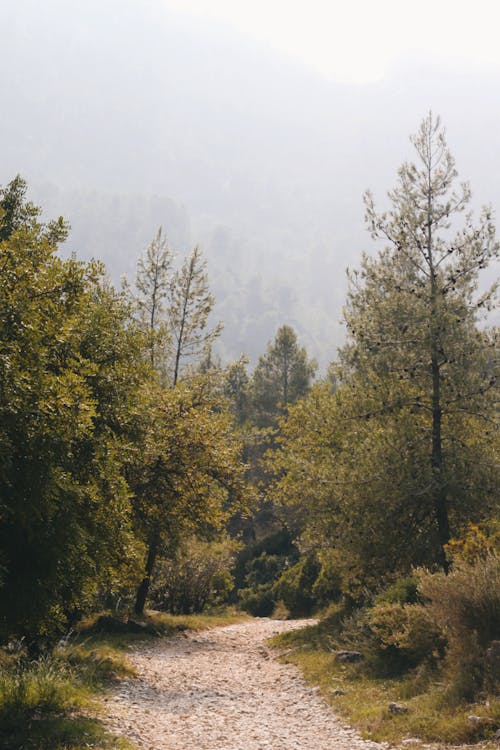 Foto profissional grátis de árvores verdes, caminho não pavimentado, campo