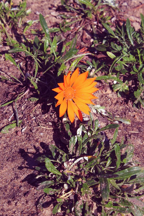Free stock photo of flower, orange, orange flower