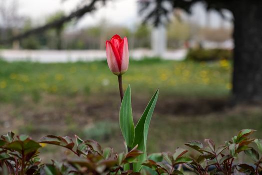 Pink Tulip in Bloom