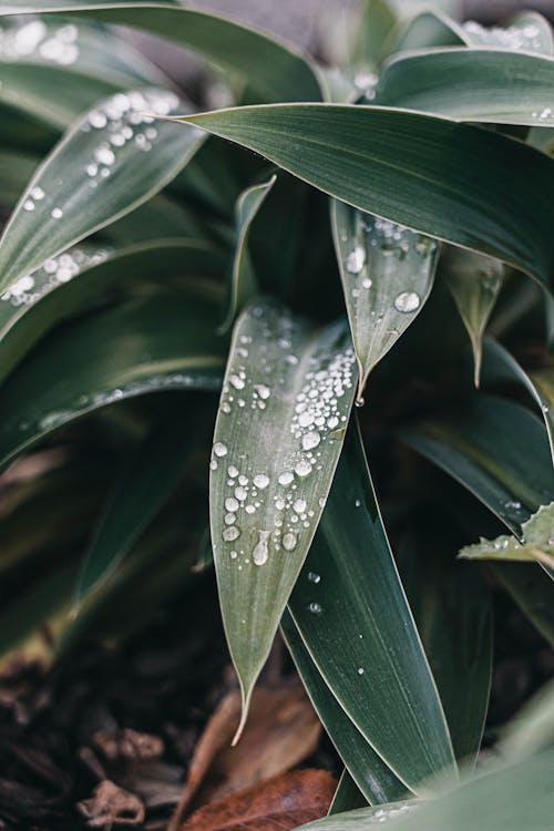 Photo of Green Leaves with Water Droplets