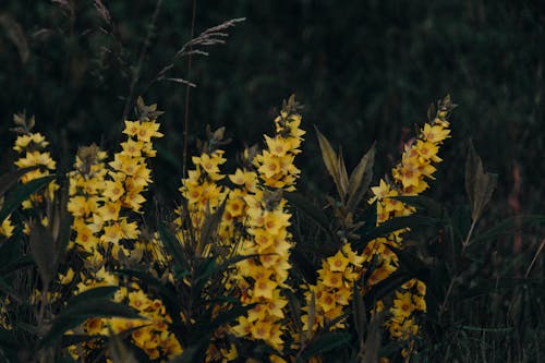 노란 꽃잎 꽃밭의 얕은 초점 사진