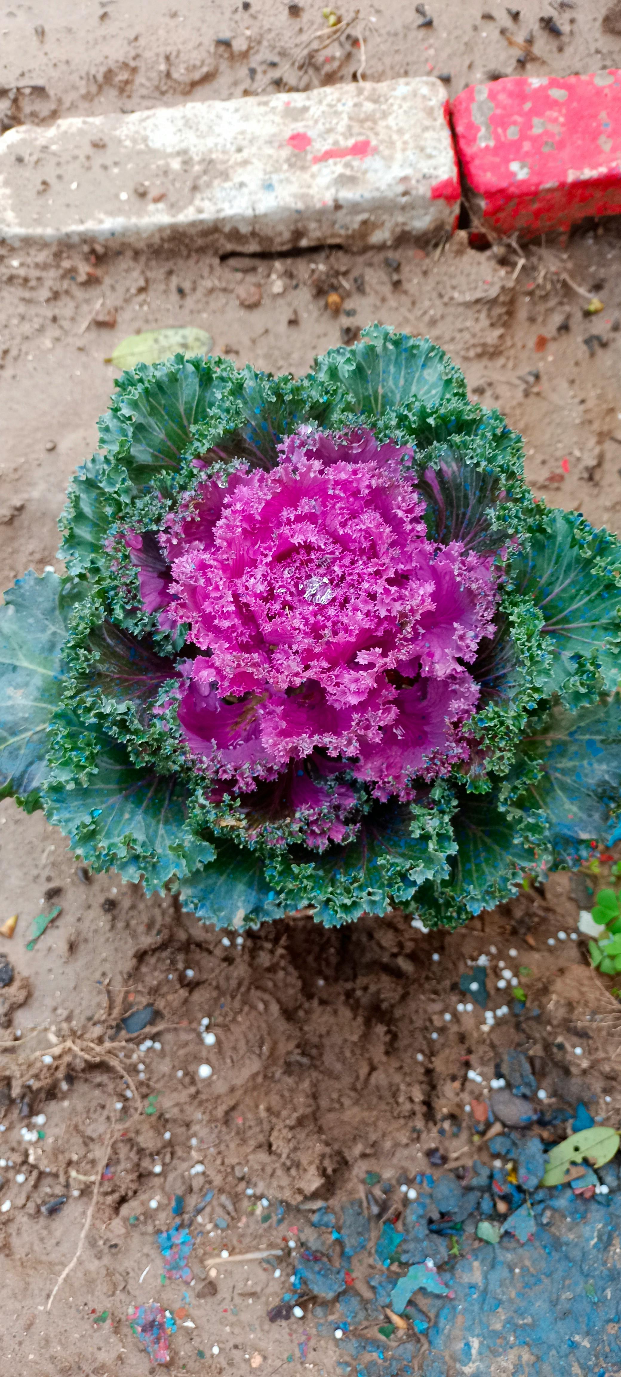 Bol de sauce tomate pizza maison avec basilic frais