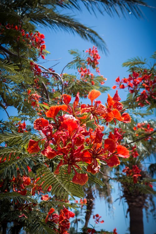 免费 浅焦点摄影的红色花朵与叶子 素材图片