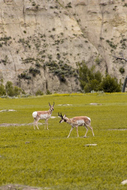 Free A Pronghorns on Green Grass Field Stock Photo