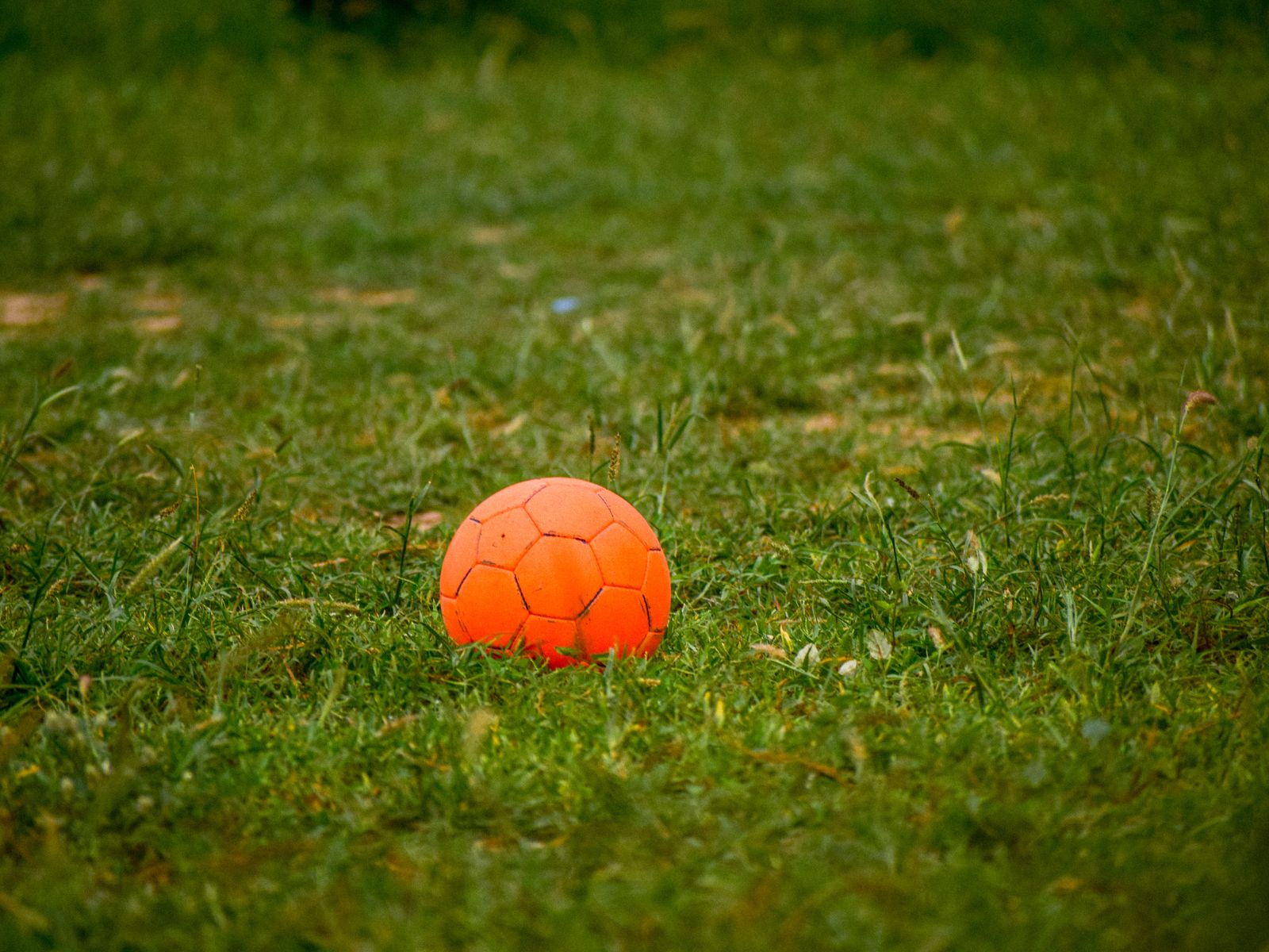 Orange ball resting on a grass field