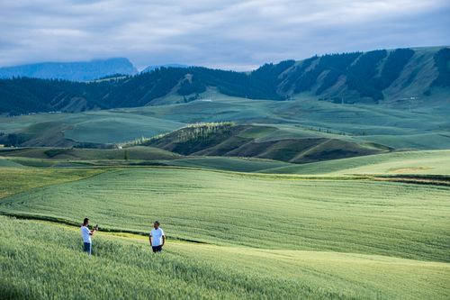Free Explore the vast green fields of Xinjiang with mountains in the backdrop. Stock Photo