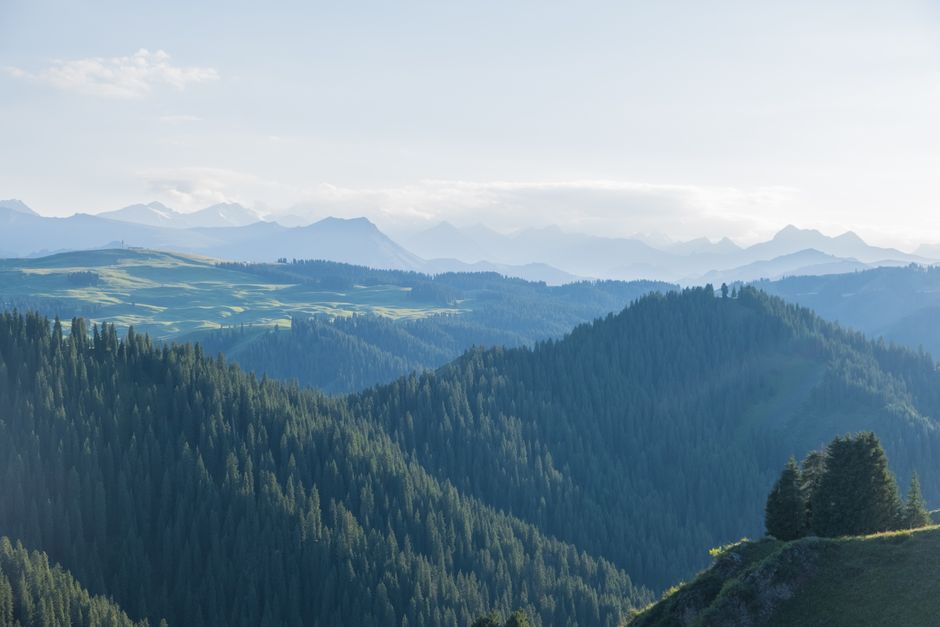 Stunning view of Xinjiang's lush green mountains and forests under a clear sky.