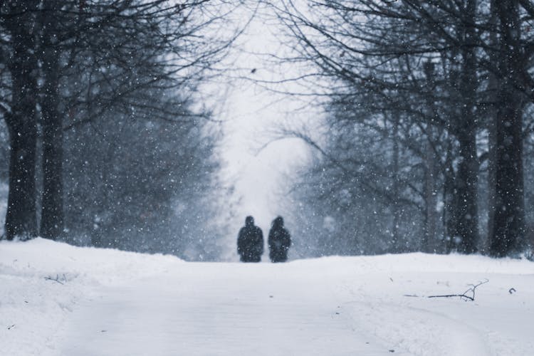 People Walking Between Trees On Winter Day