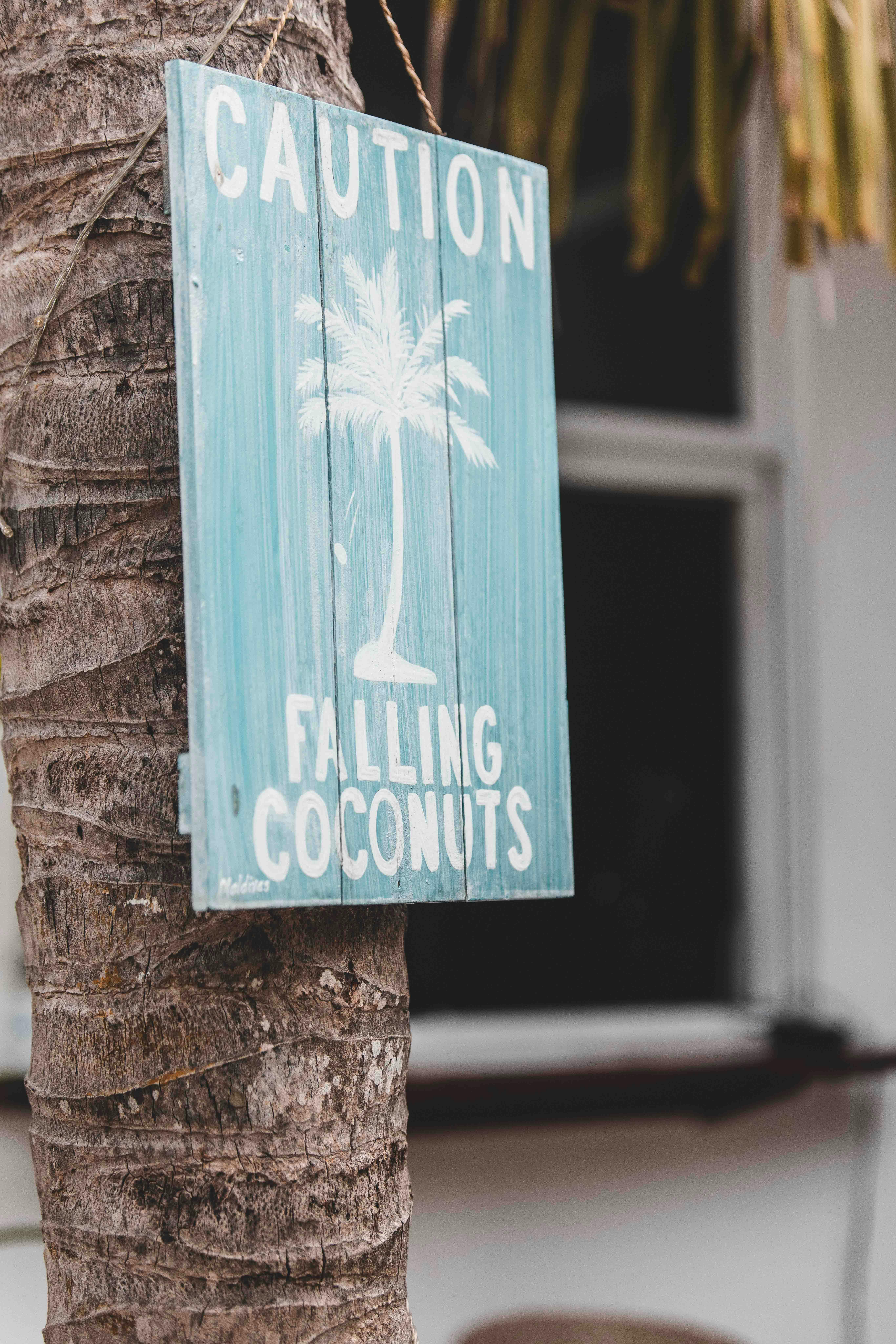Close-up of a wooden caution sign for falling coconuts on a palm tree.