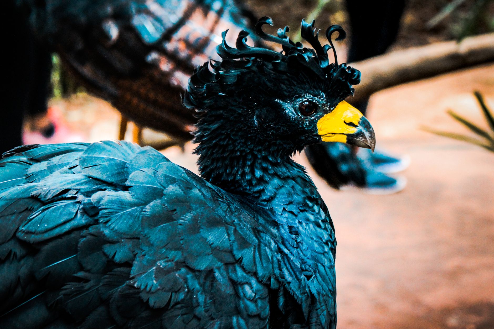 the dodo