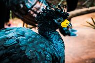 Yellow Beaked Bird