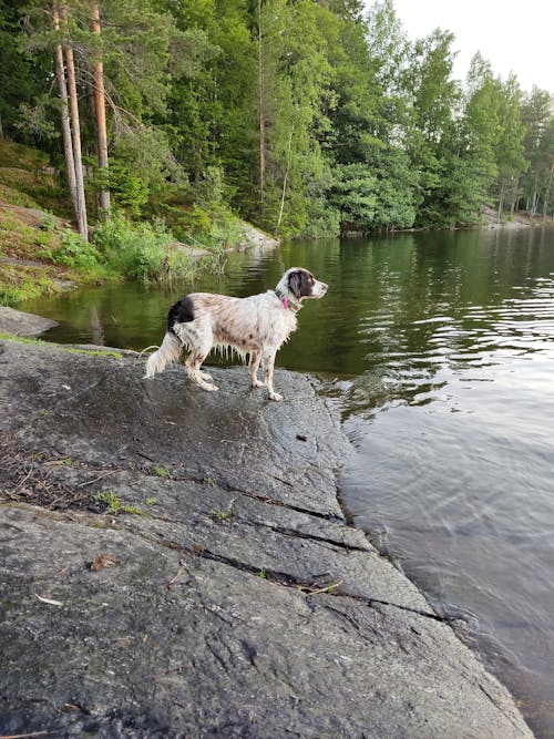 Immagine gratuita di cane, canino, fotografia di animali