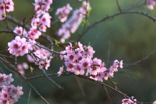 Gratis Fotos de stock gratuitas de flora, floración, floración de cerezos Foto de stock