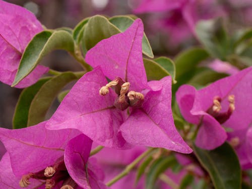 Free stock photo of flower, macro, purple flowers