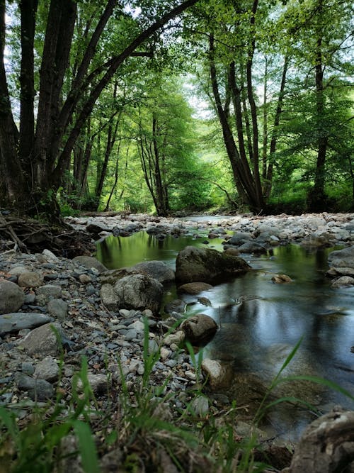 강, 개울, 바위의 무료 스톡 사진