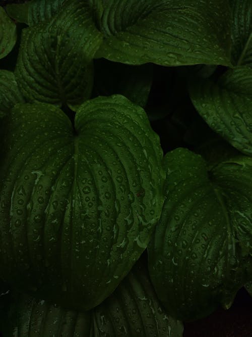 Kostnadsfri bild av flora, gröna löv, närbild