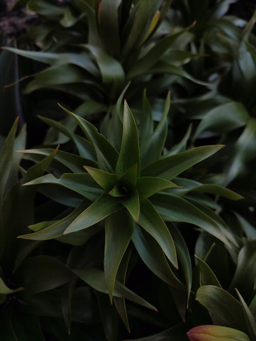 Kostenloses Stock Foto zu flora, grüne blätter, natur