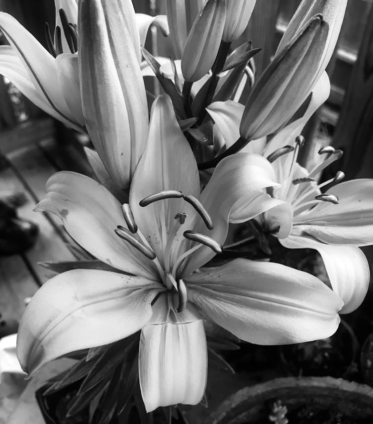 A Grayscale Of Madonna Lily Flowers