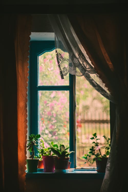 Immagine gratuita di finestra di vetro, piante domestiche, piante in vaso