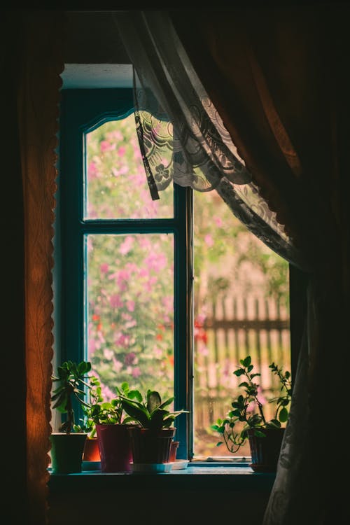 Free Potted Plants on a Window Sill Stock Photo