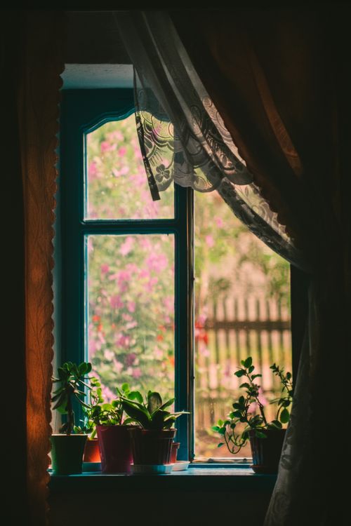 Free Potted plants on a windowsill framed by curtains, with sunlight streaming through outdoors. Stock Photo
