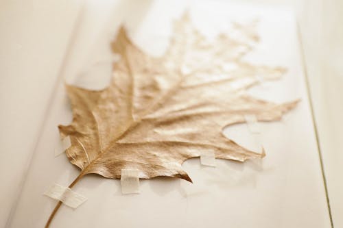 Free Brown Dried Leaf Stock Photo