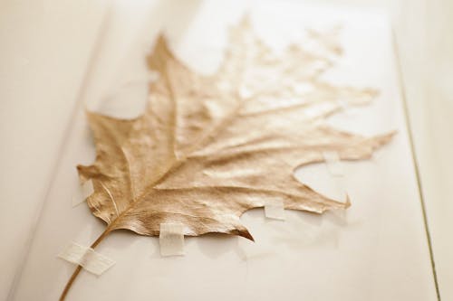 Brown Dried Leaf