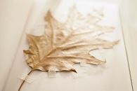 Brown Dried Leaf